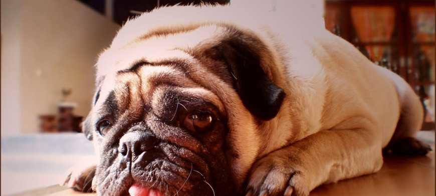 幼犬发烧的原因和处理方法（了解幼犬发烧的原因，正确处理症状）