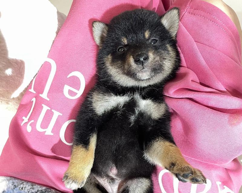 小奶狗的成长与喂养指南（从幼犬到成年，了解每个阶段的饮食需求）