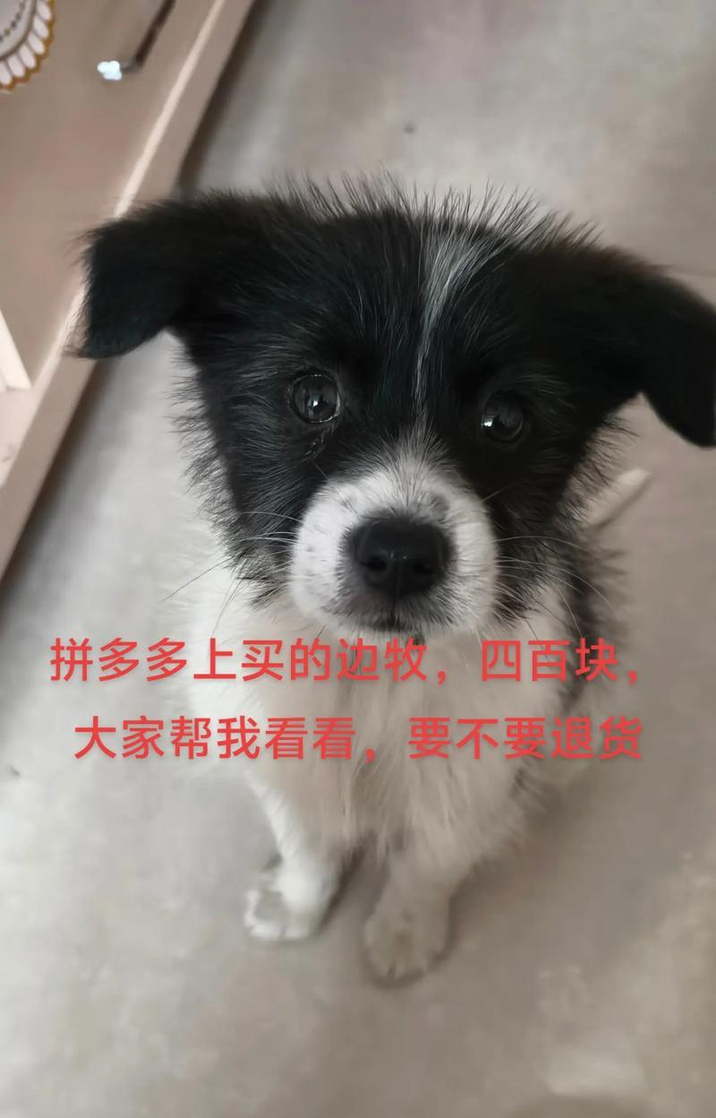 养一只聪明的边境牧羊犬，需注意三个方面（培养听话的边境牧羊犬需要注意的关键要点）