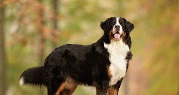 照顾伯恩山犬的注意事项（从饮食到运动，关注它们的需求）