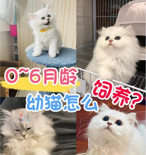 如何喂养两个月大的幼猫？（幼猫喝奶粉的营养需求与喂养方法）