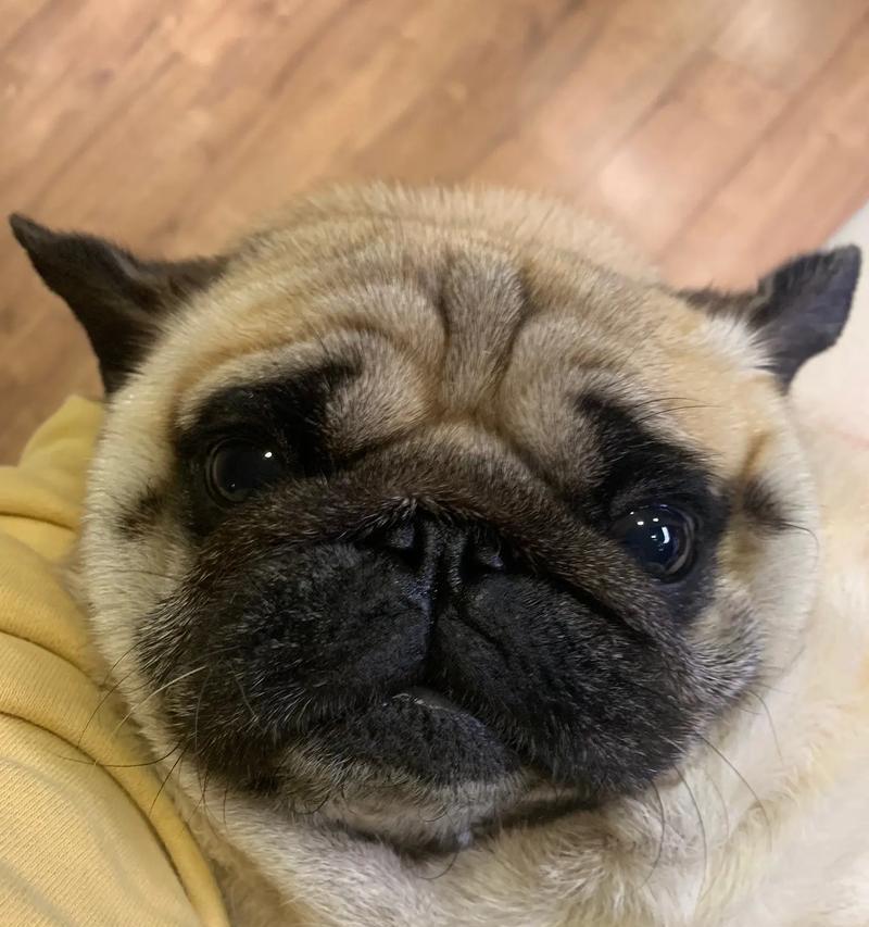 巴哥幼犬价格一览
