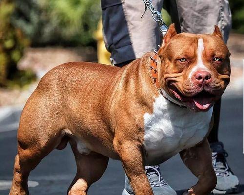 揭秘美国恶霸犬——了解这种独特的宠物伴侣（解析美国恶霸犬的品种特点和适应环境）