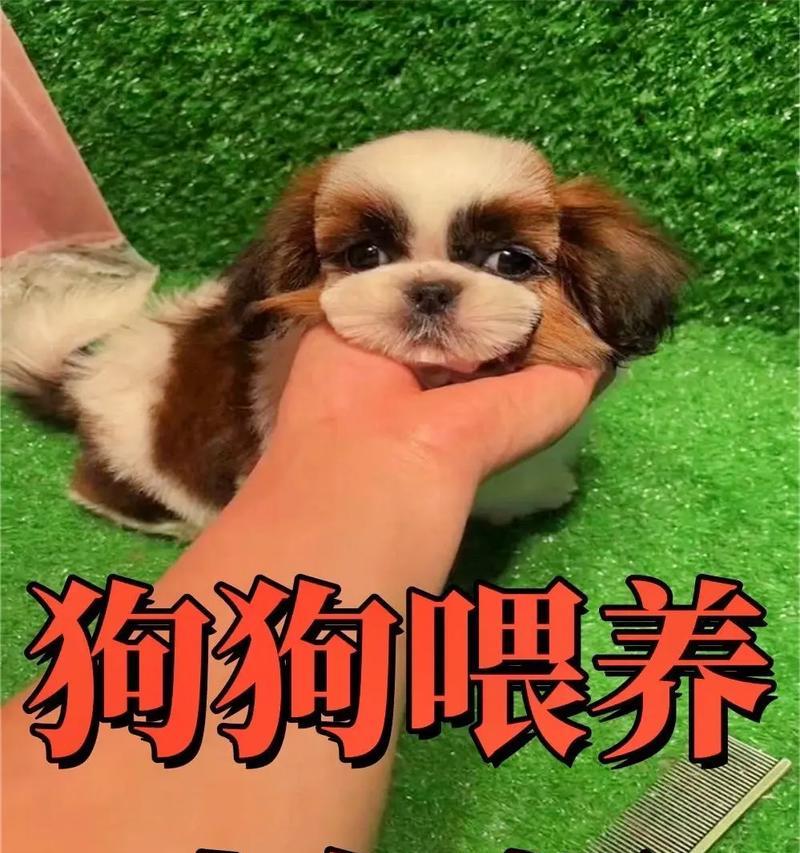 狗粮单颗喂养方式的流行原因及小狗健康饲喂方法（探索狗粮单颗喂养方式的背后原因以及小狗健康的饲喂法）