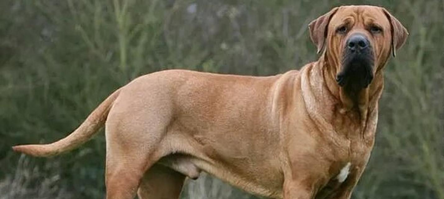 探索世界上最凶悍的猛犬之谜（追寻猛犬王者的足迹）