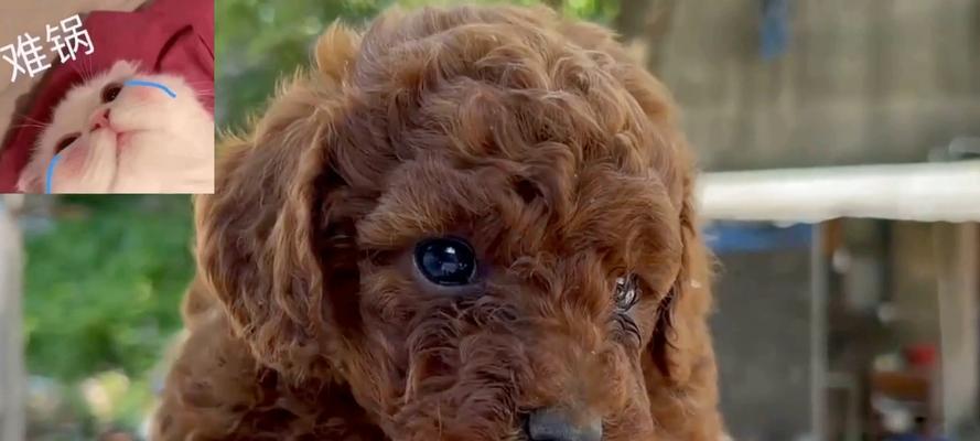 贵宾犬饲养的错误方法（避免这些错误，让贵宾犬健康快乐成长）