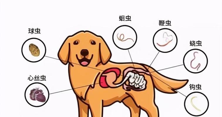 如何判断狗狗是否拉稀？（常见的拉稀症状及处理方法）