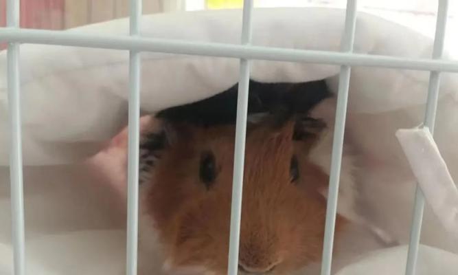 新手饲养荷兰猪的小知识（了解荷兰猪的特点和注意事项，享受与可爱宠物共度的快乐时光）