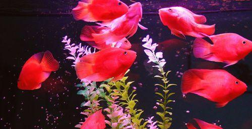 养鹦鹉鱼变红的要点（掌握鹦鹉鱼变红的关键技巧，让你的水族世界更加绚丽多彩）