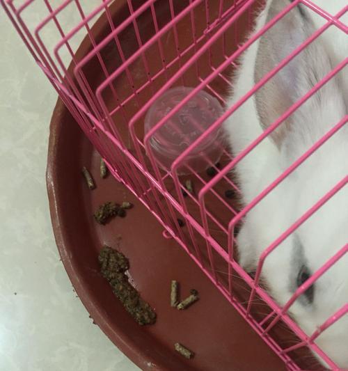 兔子拉稀的原因及处理方法（兔子拉稀症状、饮食原因和治疗方法详解）