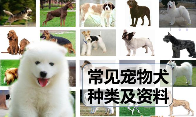 狗的体型多样性揭秘（不同种类的狗体型亮点大盘点）