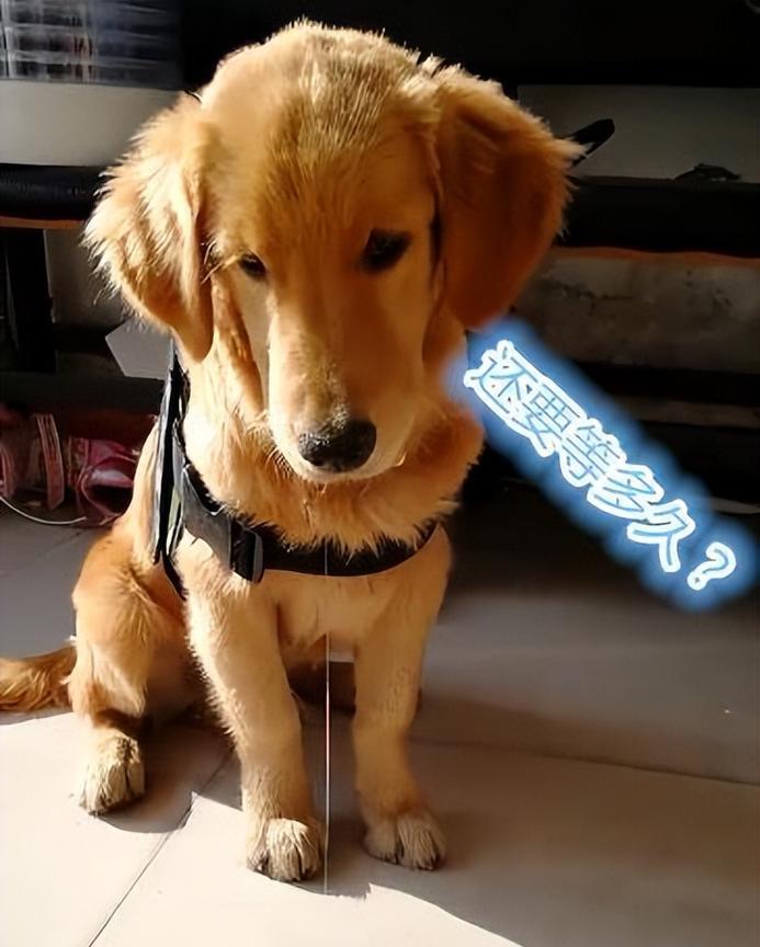 金毛犬（探索金毛犬的优缺点，为你的养狗决策提供参考）