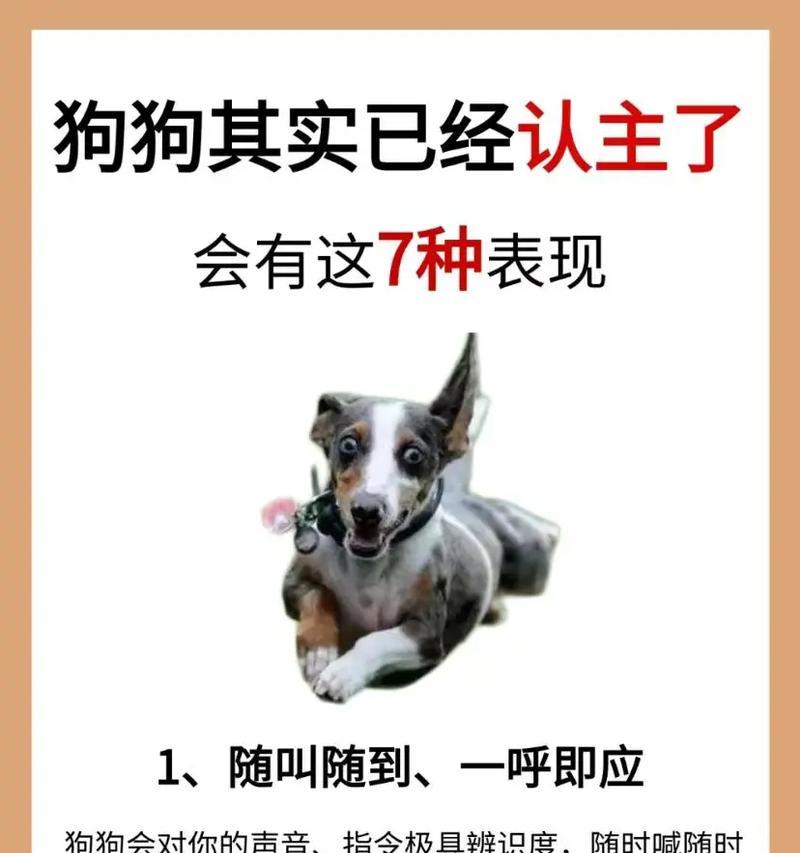 狗狗如何认出主人的秘密（揭开狗狗与主人深厚情感的四大线索）