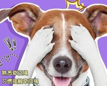 解决狗狗不良习惯的五个诀窍（轻松纠正狗狗的不良行为，让你的宠物变得乖巧听话）