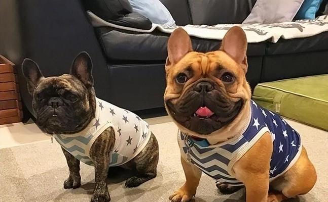 如何正确饲养法国斗牛犬？（养好法牛的七个问题解答与指导）