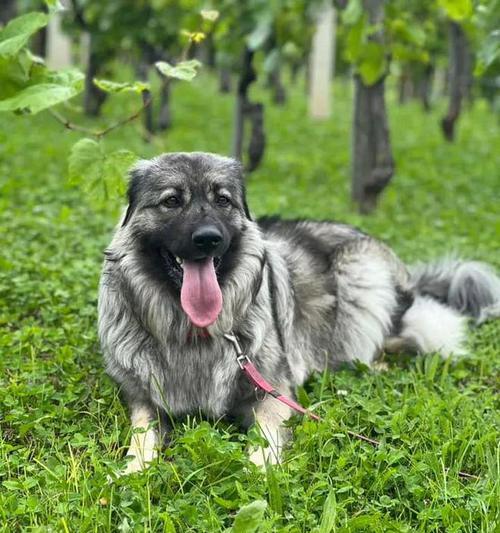 养牧羊犬（适合新手的宠物，牧羊犬的特点和培养要点）