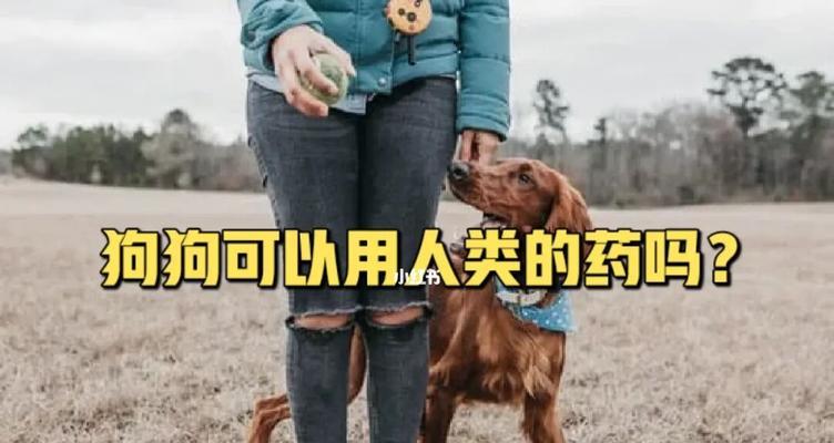 狗狗可以吃橘子吗？（狗狗饮食健康需要注意的事项）