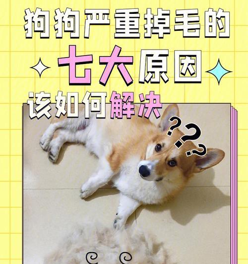 狗狗不吃饭的原因及应对方法（了解狗狗不吃饭的原因，找到适合的应对方法）