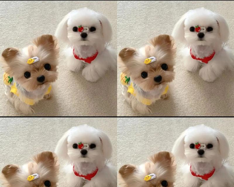 约克夏犬（探索约克夏犬的优点和缺点，了解为什么它适合新手主人）