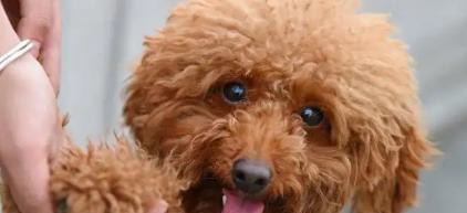 泰迪犬的饮食指南（了解泰迪犬的食物禁忌和适宜）