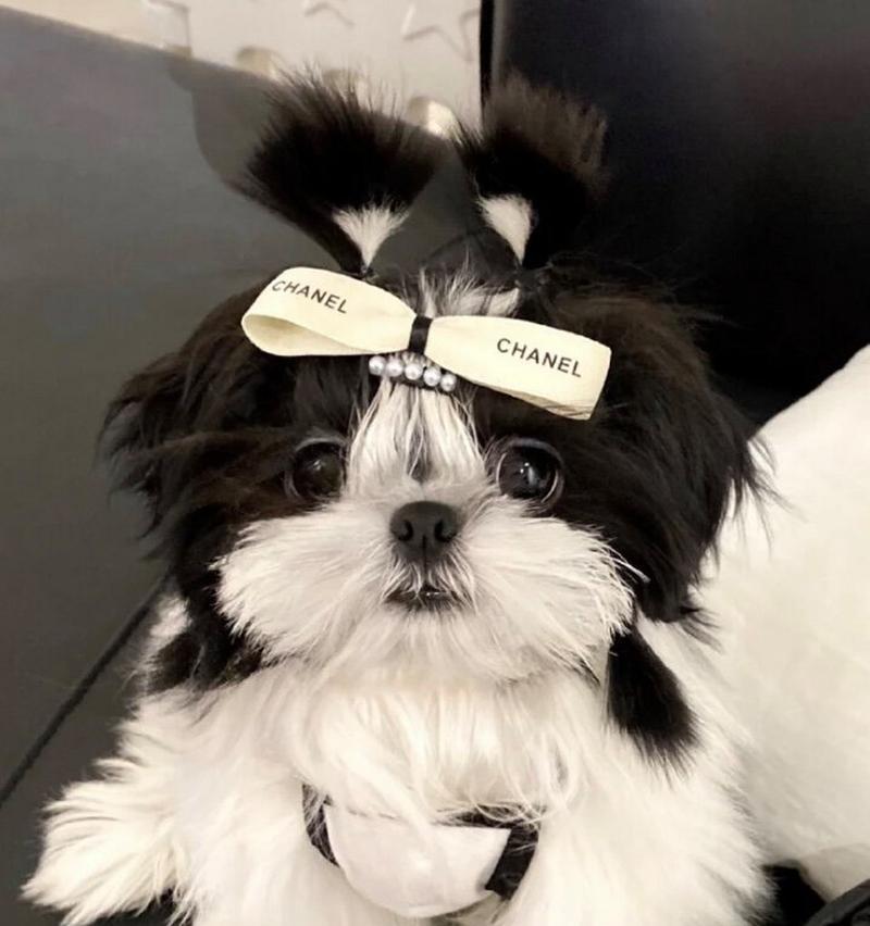 养狗首选西施犬，享受幸福伴侣生活（西施犬的特点与养护要点，助你成为贴心狗主人）