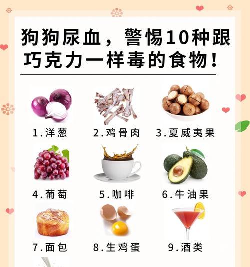 一个月大的狗狗可以吃什么？（了解适合一个月大狗狗的饮食，确保它们的健康成长）