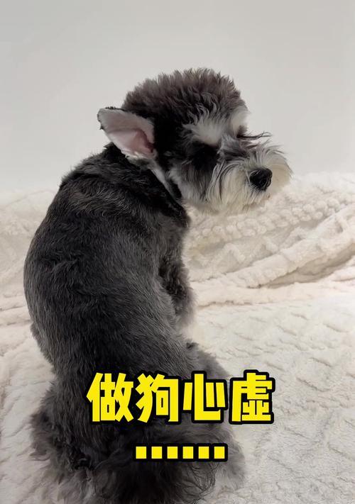 如何判断雪纳瑞的身体状况好坏（6招教你轻松看出宠物的健康状态）