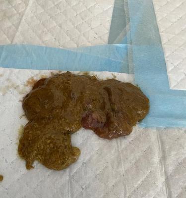 观察狗狗便便判断其食量多寡（以便便为参考，轻松了解狗狗的饮食情况）