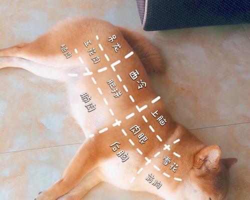 解决狗狗拒绝吃驱虫药的问题（应对狗狗不愿吃驱虫药的方法和技巧）