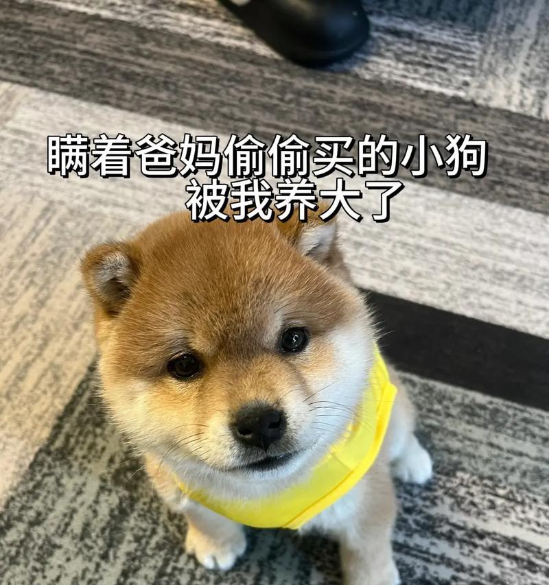 柴犬价格贵但备受追捧（探究柴犬的魅力与价值）
