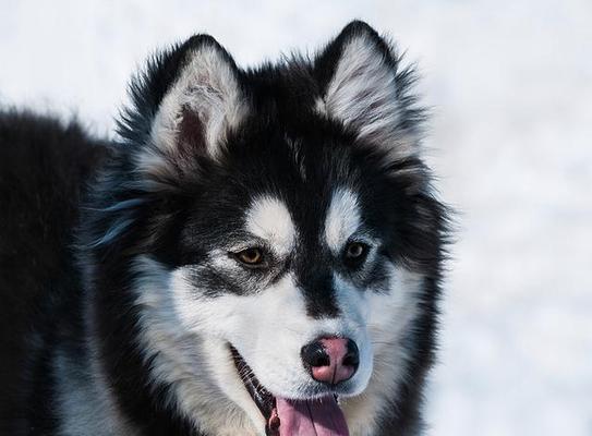 阿拉斯加犬的优缺点分析（探索阿拉斯加犬的特点及适应性）