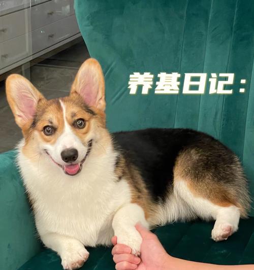 柯基饲养的开销及经济成本分析（了解柯基狗狗饲养所需开销，做好经济准备）
