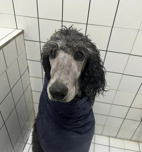 巨型贵宾犬的缺点与挑战（了解这些问题，成为更好的养犬者）