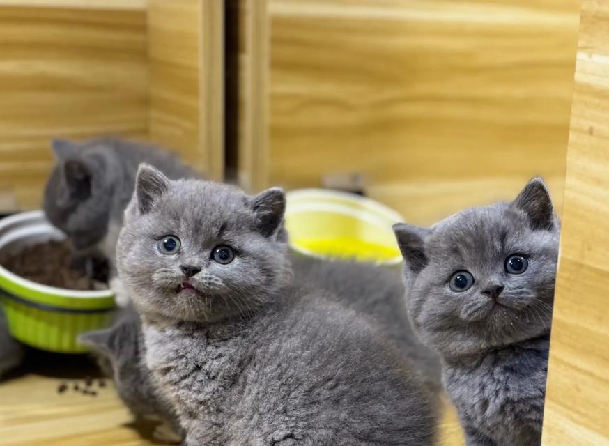 幼猫的饲养指南（不同阶段的猫咪该如何喂养？）