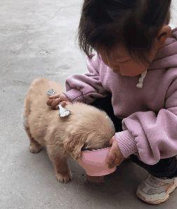 为什么无限制喂食对狗狗有害？（每天只喂一顿的危害，狗狗的健康将付出代价）