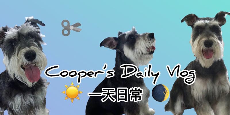 六大要素，喂食雪纳瑞犬的关键（保证雪纳瑞犬健康的饮食要点）