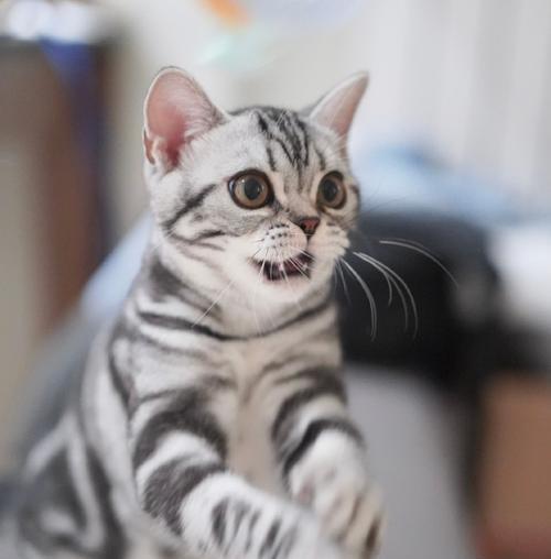 美短猫咪的魅力与多样性（探索CFA承认的美短猫咪的40多种颜色）