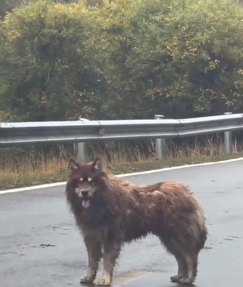 养卡斯罗犬的缺点及如何应对（面对卡斯罗犬的咬人问题，如何解决）