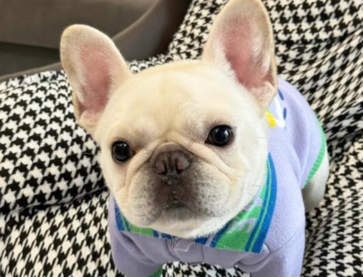 养法国斗牛犬的禁忌（照顾法国斗牛犬的重要提示，这15个事项需牢记）
