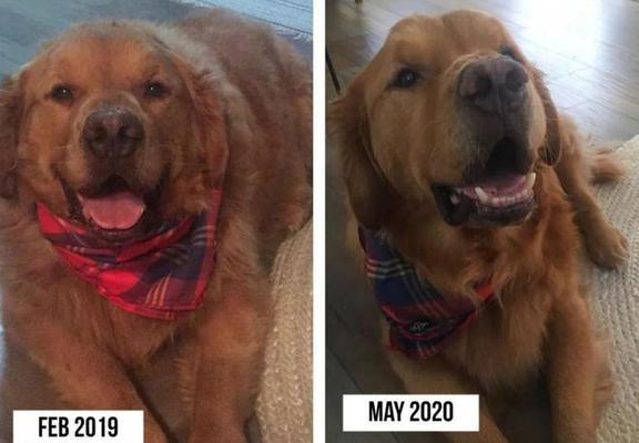 如何科学喂养金毛犬？（金毛每顿应按标准饮食，如何判断金毛是否过胖？）