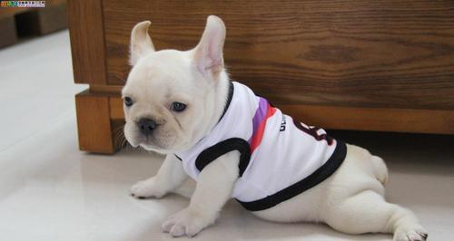 英国斗牛犬与法国斗牛犬的疫苗和驱虫需知（保护你的宠物健康，打疫苗和进行驱虫）