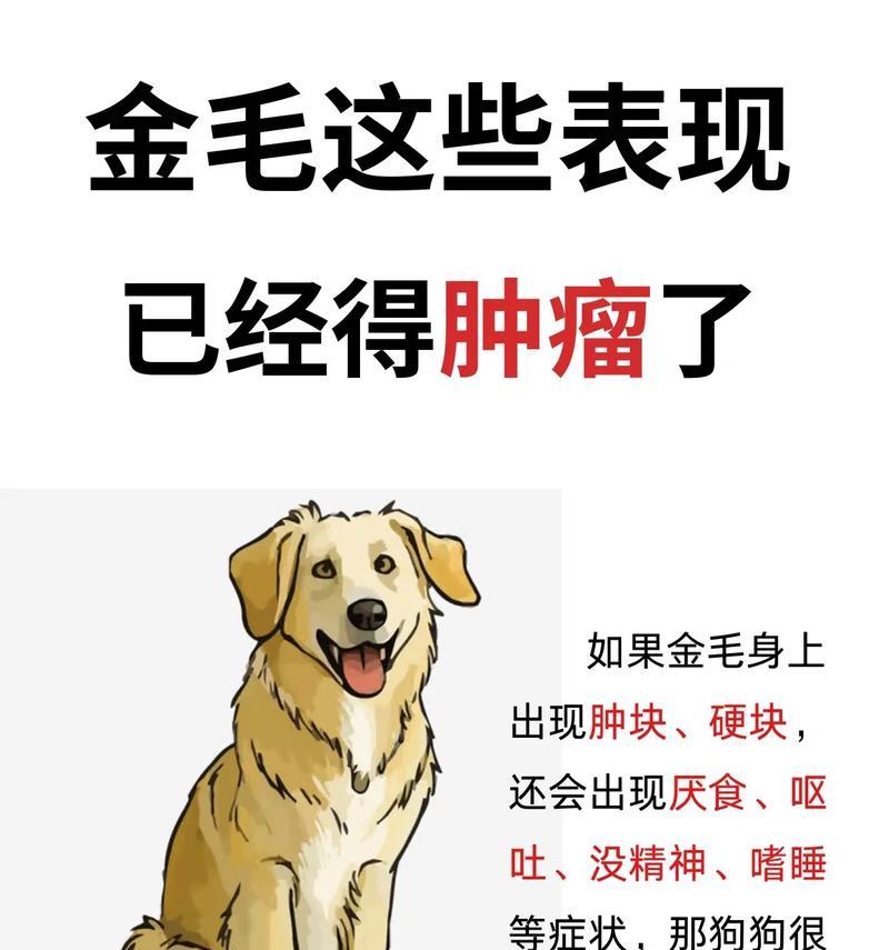 金毛犬常见症状及防治大全（保护你的金毛犬，让它健康快乐）
