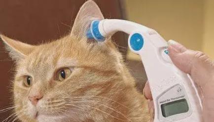 猫咪的体温范围及发烧引发的精神抑郁（保持猫咪体温正常，关注宠物健康）