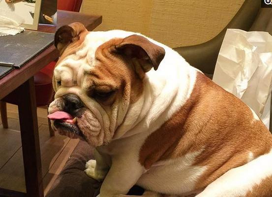 如何照顾英国斗牛犬的晚年生活（关爱老年英国斗牛犬让它们晚年舒适和幸福）