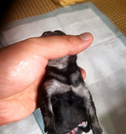 柴犬的价格（了解柴犬价格的关键因素及市场行情）