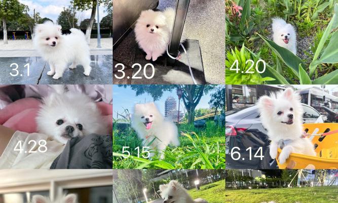如何帮助狗狗御寒？（毛孩子寒冷度数及保暖技巧。）