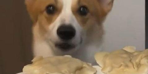 狗狗的饮食管理（了解狗狗的饮食需求，帮助它们保持健康成长）