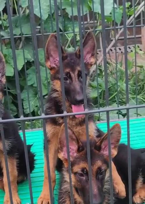 德国牧羊犬的价格及分辨方法（了解纯种德国牧羊犬的市场价格以及如何鉴别其纯种程度）