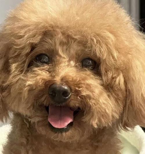比熊犬的合理饮食规划（根据年龄科学喂养，保证狗狗健康）