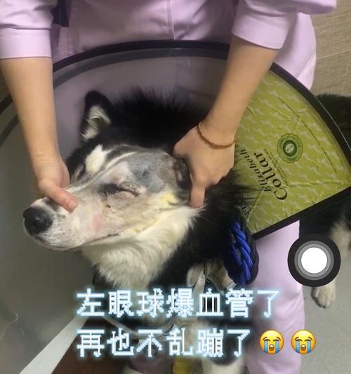 狗狗白内障的原因及治疗方法（探究狗狗白内障的成因，详解治疗白内障的方法）